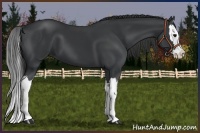 Horse Color:Black Splash 