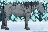 Horse Color:ERROR: UNKNOWN ANOMALY