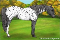 Horse Color:Black Appaloosa