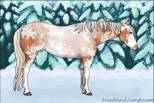 Horse Color:Silver Bay Ice Sabino Splash 
