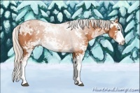 Horse Color:Silver Bay Ice Sabino Splash 
