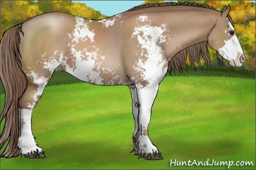 Horse Color:Black Pearl Sabino 