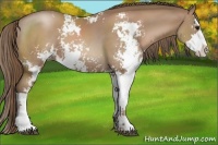 Horse Color:Black Pearl Sabino