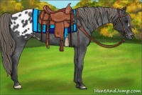 Horse Color:Smoky Black Appaloosa 