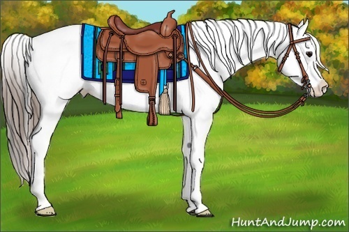 Horse Color:Black Appaloosa Rabicano