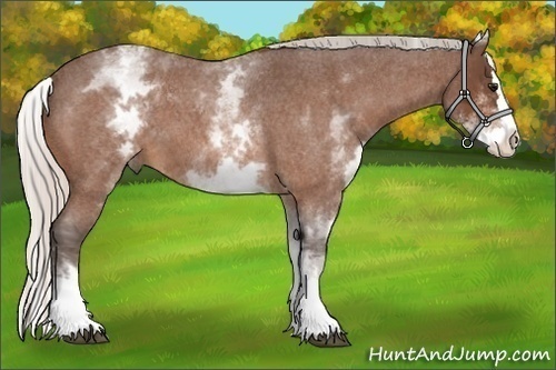 Horse Color:White Spotted Silver Bay Roan Splash 