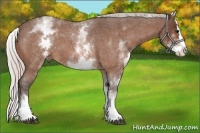 Horse Color:White Spotted Silver Bay Roan Splash
