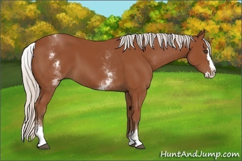 Horse Color:White Spotted Silver Bay Splash 