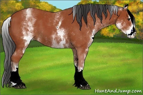 Horse Color:White Spotted Bay Sabino