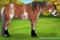 Horse Color:White Spotted Bay Sabino