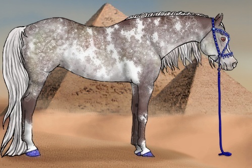 Horse Color:White Spotted Chocolate Silver Black Chinchilla Sabino 