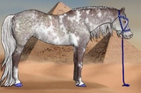 Horse Color:White Spotted Chocolate Silver Black Chinchilla Sabino 