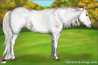 Horse Color:White Spotted Silver Bay Splash