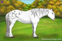 Horse Color:Blue Roan Appaloosa 