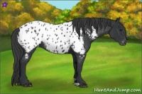 Horse Color:Black Near Leopard