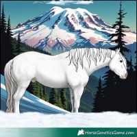 Horse Color:White Spotted Grullo Appaloosa Brindle 