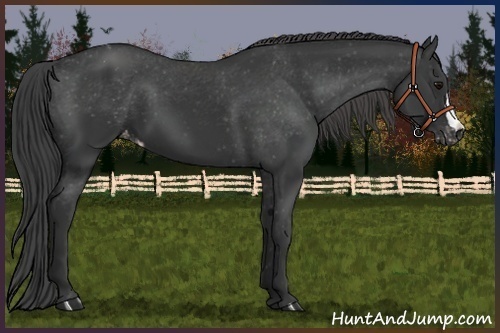 Horse Color:Black Appaloosa 