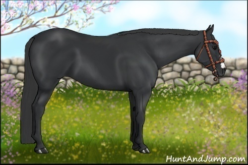 Horse Color:Black 