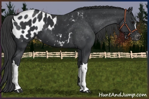 Horse Color:Black Appaloosa 