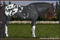 Horse Color:Black Appaloosa 