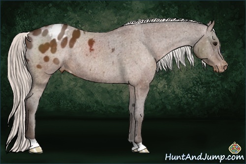 Horse Color:Silver Brown Appaloosa Rabicano 