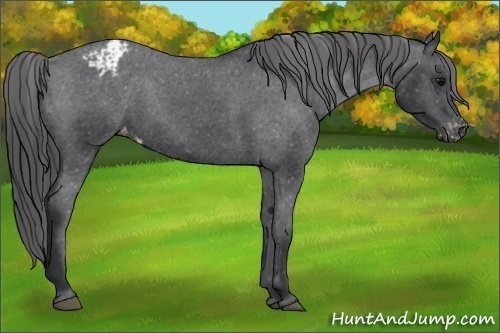 Horse Color:Black Appaloosa 