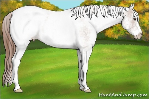 Horse Color:White Spotted Chestnut Ice Snowcap 