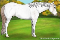Horse Color:White Spotted Chestnut Ice Snowcap