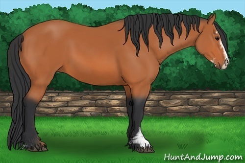 Horse Color:Bay Sabino 