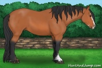 Horse Color:Bay Sabino