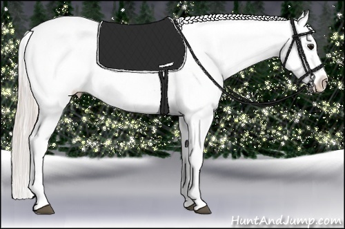 Horse Color:Silver Brown Roan Appaloosa 