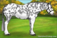 Horse Color:White Spotted Blue Roan Splash Frame Appaloosa