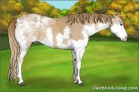 Horse Color:Chestnut Ice Splash 