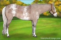 Horse Color:White Spotted Silver Bay Roan Splash 