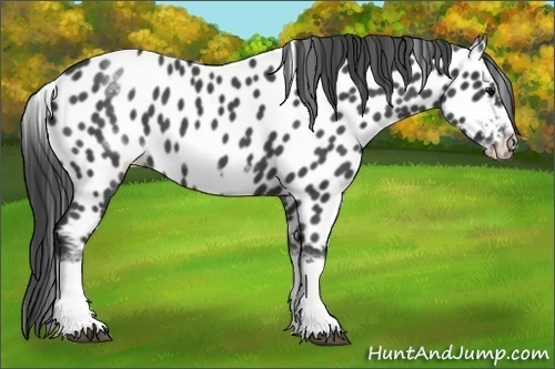 Horse Color:White Spotted Blue Roan Splash Frame Appaloosa
