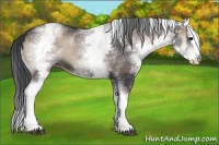 Horse Color:White Spotted Blue Onyx Splash