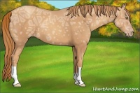 Horse Color:Gold Champagne Ice 