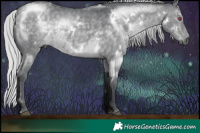 Horse Color:White Spotted Silver Grullo Chinchilla