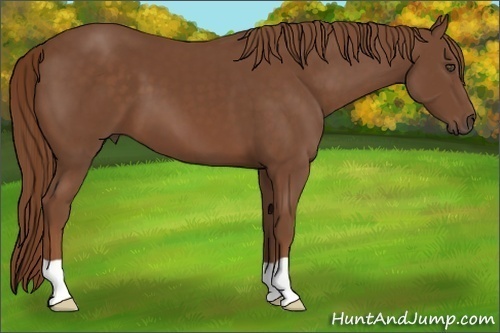 Horse Color:Chestnut 