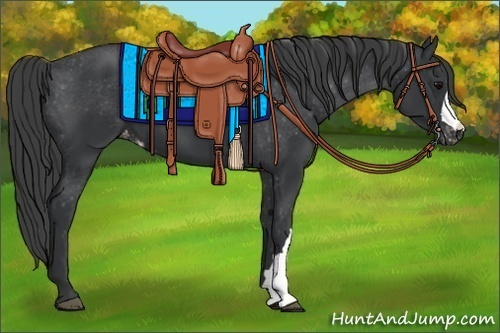 Horse Color:Black Appaloosa