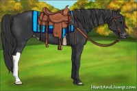 Horse Color:Black Appaloosa