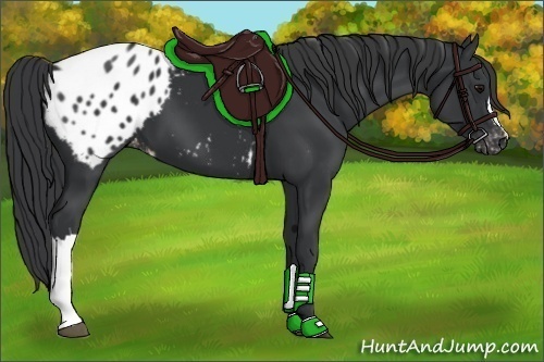 Horse Color:Black Appaloosa 