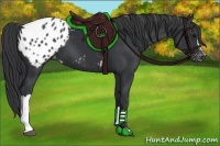 Horse Color:Black Appaloosa