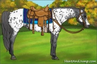 Horse Color:Black Appaloosa