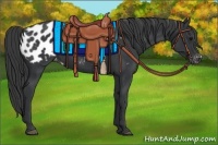 Horse Color:Black Appaloosa