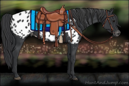 Horse Color:Black Appaloosa