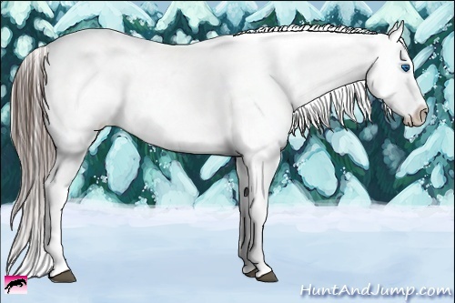 Horse Color:White Spotted Blue Roan Splash Frame Appaloosa 