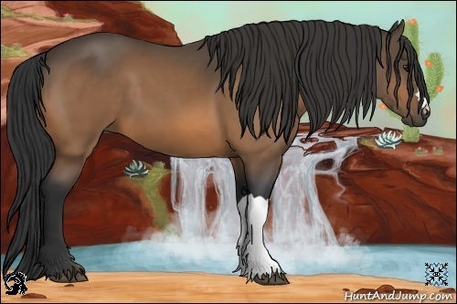 Horse Color:Buckskin 