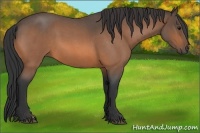 Horse Color:Buckskin Roan 