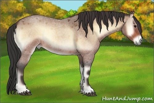 Horse Color:Buckskin Roan Onyx